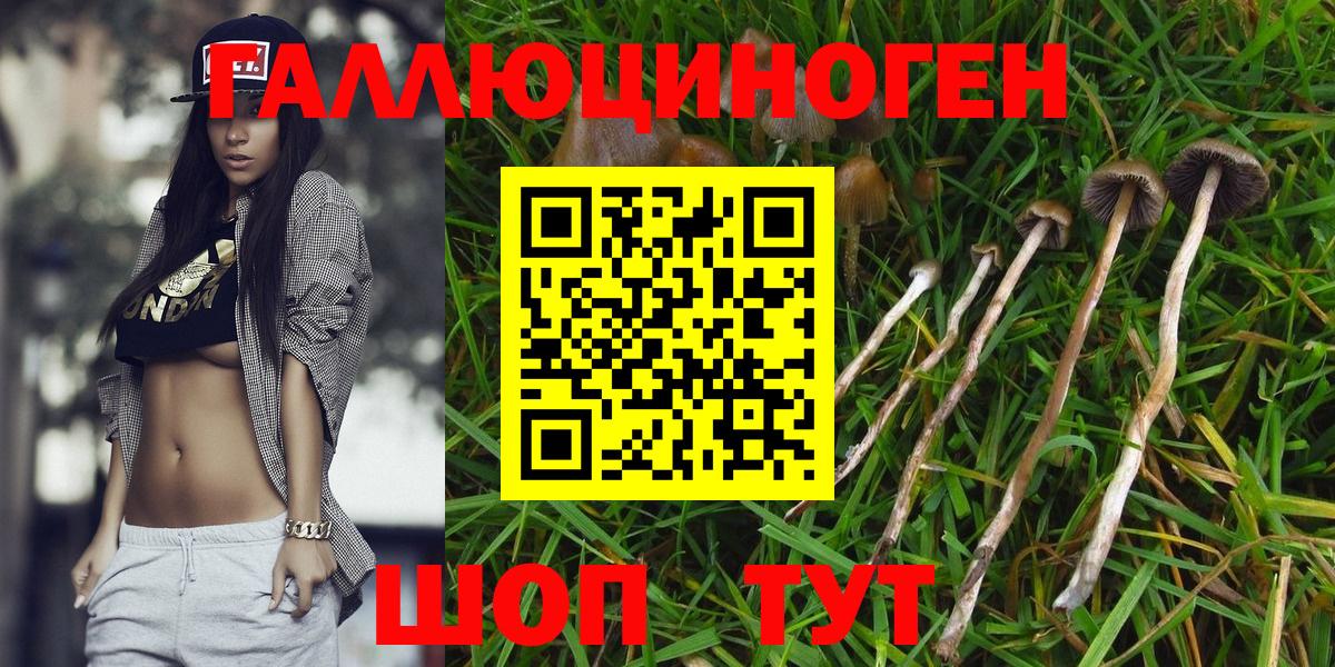 Псилоцибиновые грибы Cubensis Зеленогорск